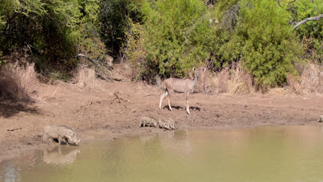 Antilopen-Trinken-Am-Wasser