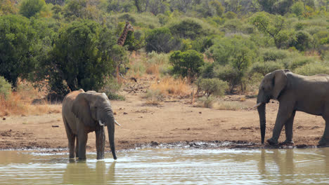 Elefanten-Trinken-Aus-Einer-Wasserstelle