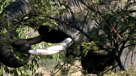 Elephants-grazing-from-the-tree-tops