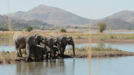 Elephants-drinking-from-watering-hole