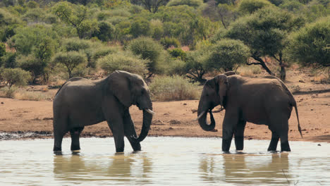 Elefanten-Trinken-Aus-Einer-Wasserstelle