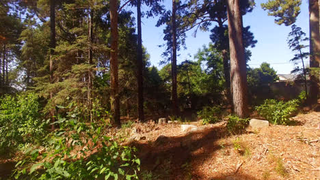 Bright-sunlight-passing-through-the-trees