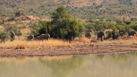 Elephants-drinking-from-watering-hole