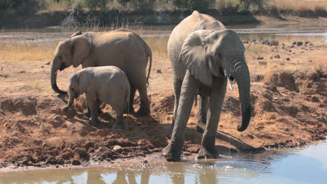 Elephants-drinking-from-watering-hole