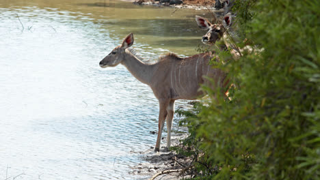 Antilope-Trinkt-Am-Wasser