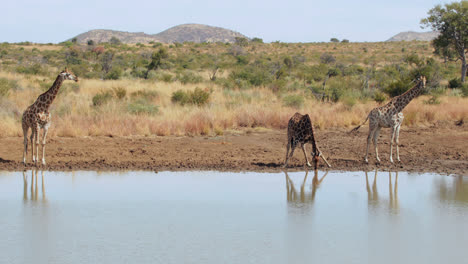 Giraffes-walking-to-the-water