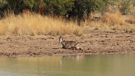 Antílope-Descansando-Junto-Al-Agua