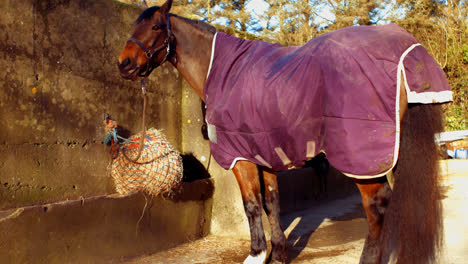 Rear-view-of-horse-is-eating-hay