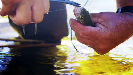 Pescador-Quitando-El-Anzuelo-De-La-Trucha.