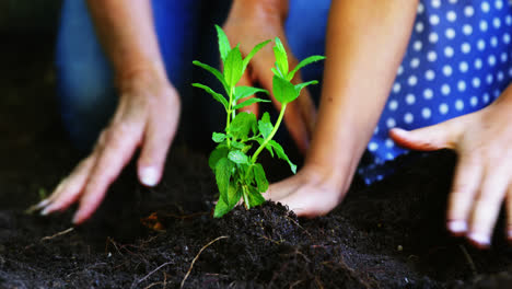 Grandmother-and-grand-daughter-planting-plants