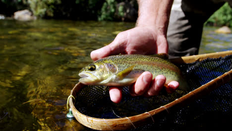 Hombre-Capturando-Trucha-Marrón-En-Red-De-Pesca