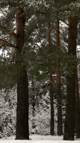 Person-walking-in-the-forest