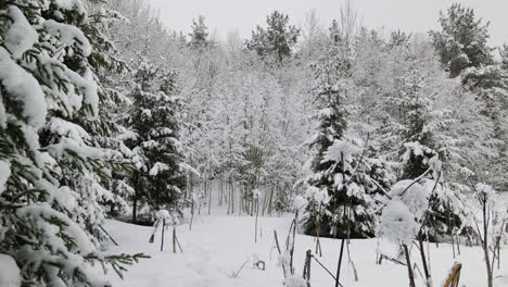 Person-walking-in-the-forest