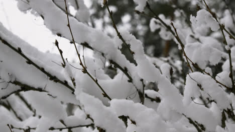 Closeup-pine-tree-with-snow