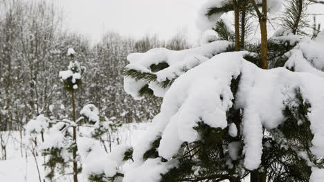 Snow-covered-forest