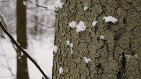 Closeup-pine-tree