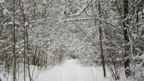 Snow-covered-forest