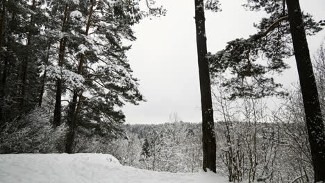 Bosque-Cubierto-De-Nieve