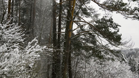 Bosque-Cubierto-De-Nieve