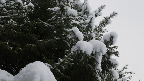 Pine-tree-closeup-covered-in-snow