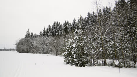 Snow-covered-forest