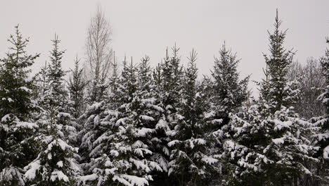 Bosque-Cubierto-De-Nieve