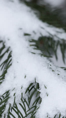 Frozen-branches