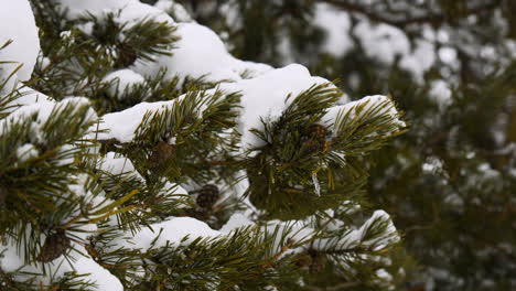 Primer-Plano-De-Pino-Cubierto-De-Nieve.