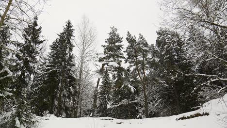 Snow-covered-forest