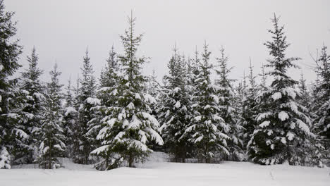 Snow-covered-forest