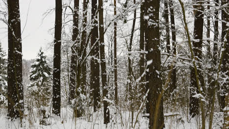 Snow-covered-forest