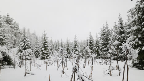 Bosque-Cubierto-De-Nieve