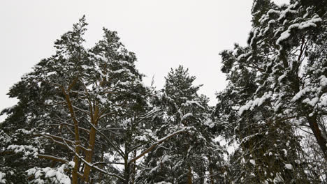 Bosque-Cubierto-De-Nieve