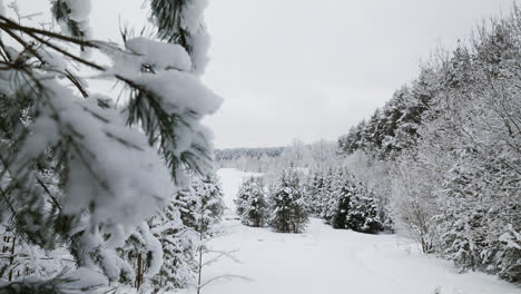 Verschneiter-Wald