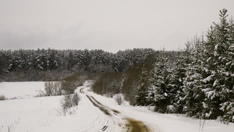 Bosque-Cubierto-De-Nieve