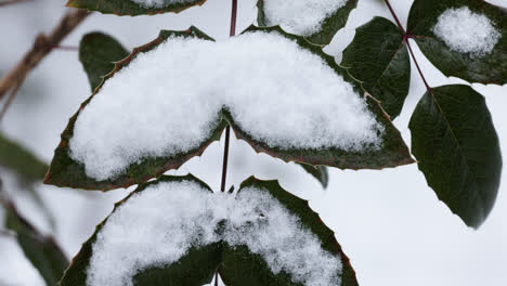 Frozen-branches