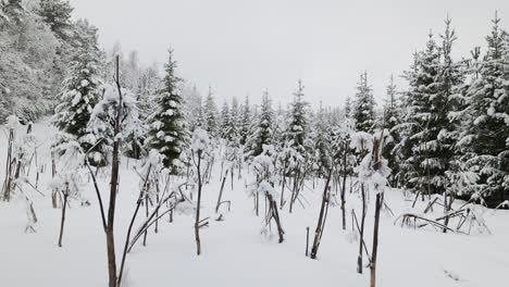 Snow-covered-forest