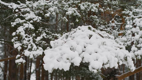 Primer-Plano-De-Pino-Con-Nieve.