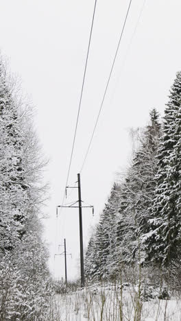 Electricity-pylons-in-the-forest