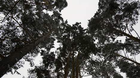 Snow-covered-forest