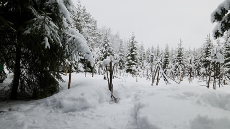 Bosque-Cubierto-De-Nieve