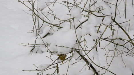 Closeup-plants-with-snow