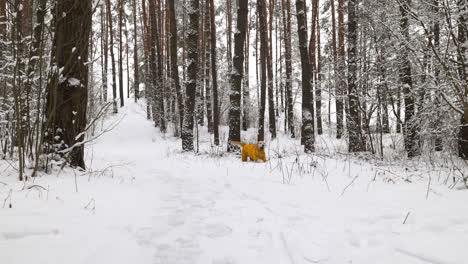 Verschneiter-Wald