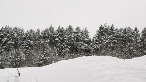 Snow-covered-forest