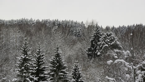 Snow-covered-forest