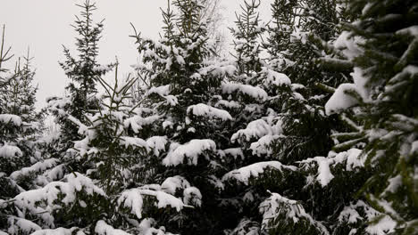 Snow-covered-forest