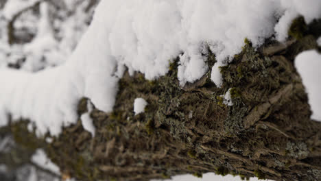 Closeup-pine-tree