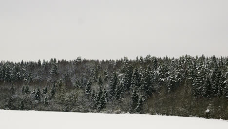 Snow-covered-forest