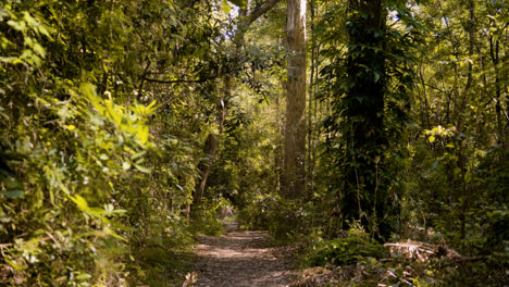 Bosque-Con-Mucha-Vegetación