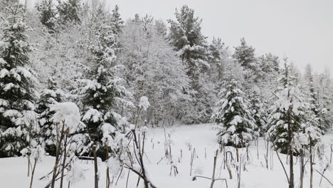 Person-walking-in-the-forest